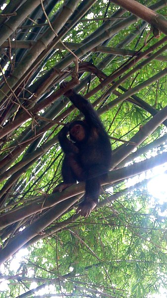 File:Singe de la réserve de faune de Douala - Edea 07.jpg