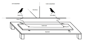 Sketch of two birds in front of a platform with two loops and a string threaded through the loops