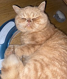 A sleeping Exotic Shorthair Sleepingexoticshorthair.jpg