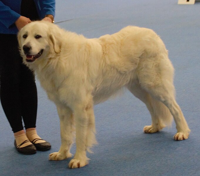 File:Slovakiancuvacsheepdog1.jpg