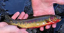 Small Golden Trout.jpg