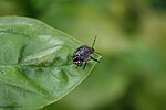 Миниатюра для Файл:Small bug on basil leaf.jpg