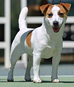 Smooth Jack Russell Terrier