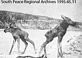 Snapshot of two moose calves on the bank of the Smoky River - 1997 141.jpg