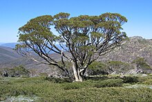 Snow Gum at tree line along Dead Horse Gap Walk, Kosciuszko National Park.