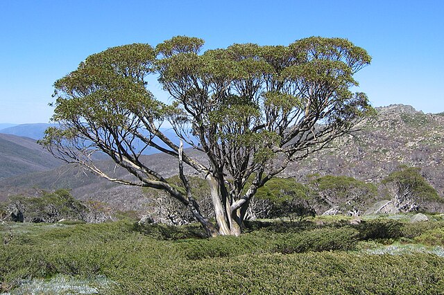 Description de l'image Snow_Gum_on_the_Dead_Horse_Gap_Walk.jpg.