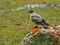 Snow Pigeon (Columba leuconota) (19589090133).jpg