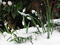 Schneeglöchchen sprießen auch durch die Schneedecke.