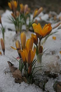 <i>Crocus korolkowii</i> Species of flowering plant