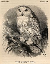 Snowy Owl: one of about 500 drawings by Fussell for Yarrell's Birds Snowy Owl from Yarrell History of British Birds 1843.jpg