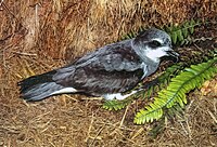 Soft-plumaged Petrel.jpg