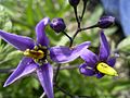 Solanum dulcamara Մորմ քաղցրադառնավուն