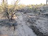 Sebatang arroyo kecil atau anak air di Gurun Sonora di Arizona.