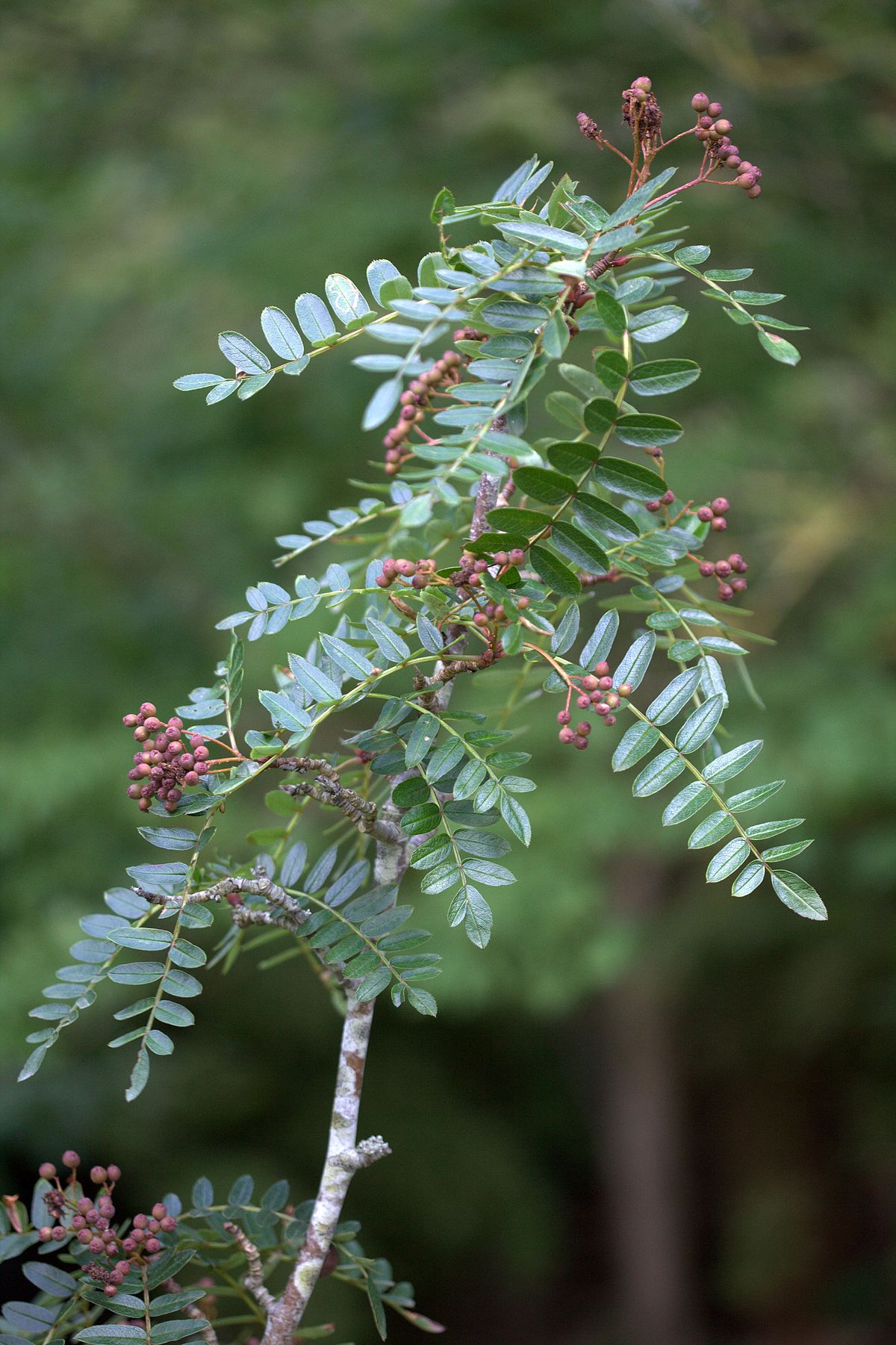 Sorbus reducta