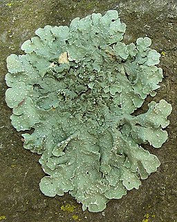 <i>Flavopunctelia flaventior</i> Species of lichen