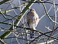 * Nomination Sperber / Eurasian sparrowhawk (Accipiter nisus) --Isiwal 17:27, 31 December 2020 (UTC) * Promotion  Support Good quality. --Granada 17:47, 31 December 2020 (UTC)