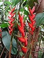 5. Heliconia