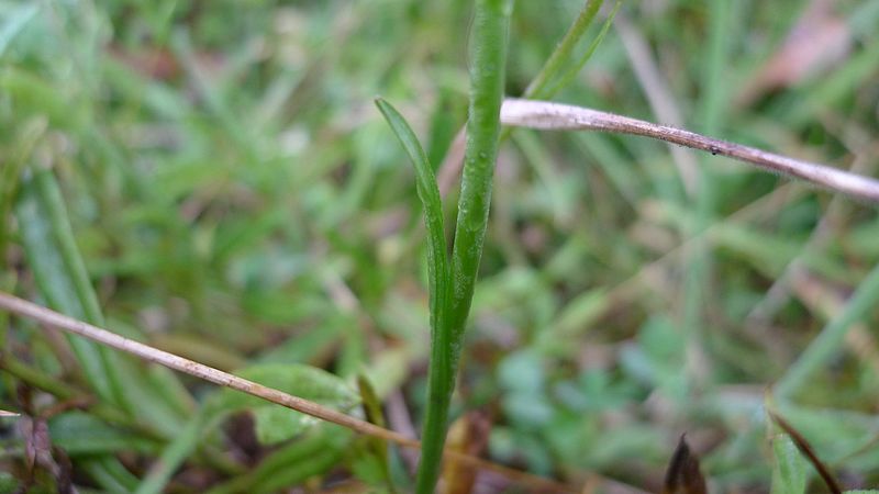 File:Spiranthes australis stem (8667602223).jpg