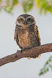 Spotted owlet in Patiala, India at noon in March 2023 Spotted Owlet in Patiala 03.jpg