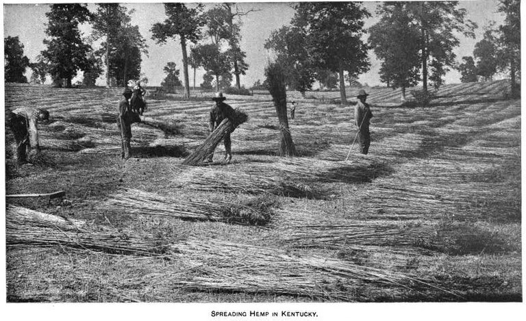 Файл:Spreading hemp in Kentucky, 1895.jpg