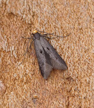 <i>Spuleria</i> Genus of moths