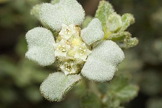 <i>Spyridium halmaturinum</i> Species of shrub