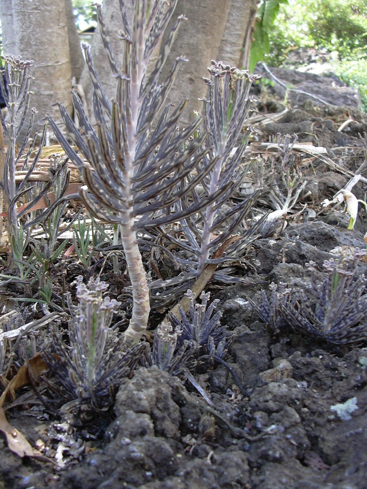 File Starr 030628 0167 Kalanchoe Tubiflora Jpg Wikimedia Commons