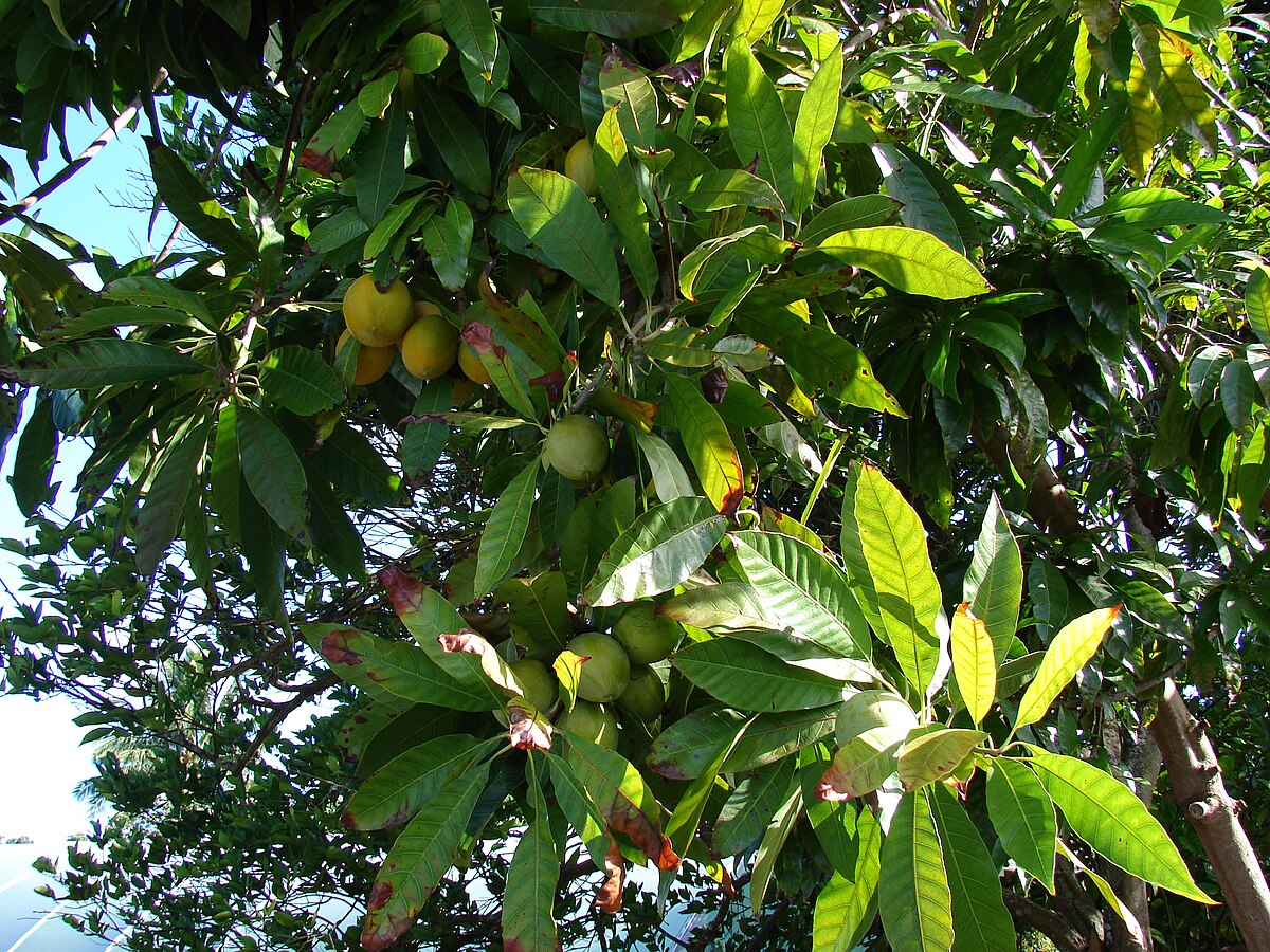 Fruit miracle — Wikipédia