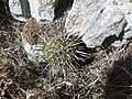 Stenocactus crispatus