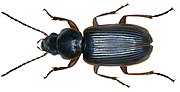 Miniatura para Stenolophus mixtus