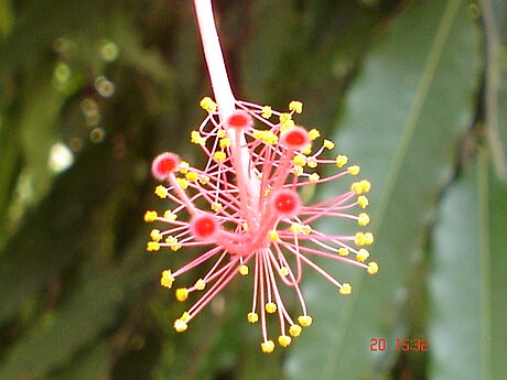 File:Stigma hibiscus.jpg