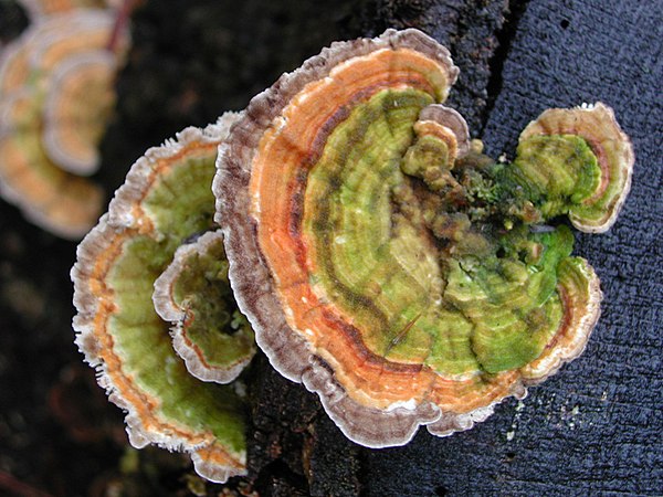 Trametes versicolor, a colorful bracket fungus, commonly known as turkey tail