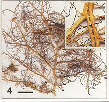 rodzaj lichenizowanych grzybów z rodziny Parmeliaceae