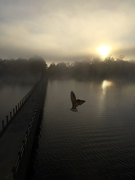 File:Swallow in the mist of dawn, Pumphouse Point, Lake St Clair.jpg