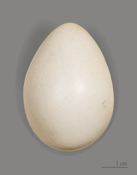 File:Tétras lyre MHNT.jpg