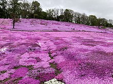 太陽の丘えんがる公園の芝ざくら（北海道遠軽町）