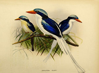 Kofiau paradise kingfisher