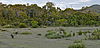 Panorama of a grassy lawn with small clusters of shrubs and some wallabies in the foreground; trees in the background