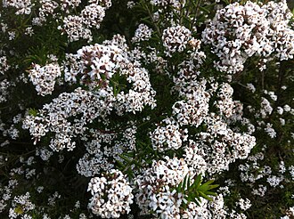 Taxandria juniperina flowers Taxandria juniperina flowers.jpg