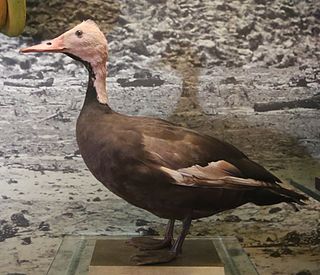 Pink-headed duck Species of bird