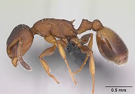 Temnothorax affinis