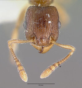 Tetramorium candidum