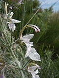 Miniatura para Teucrium pseudochamaepitys