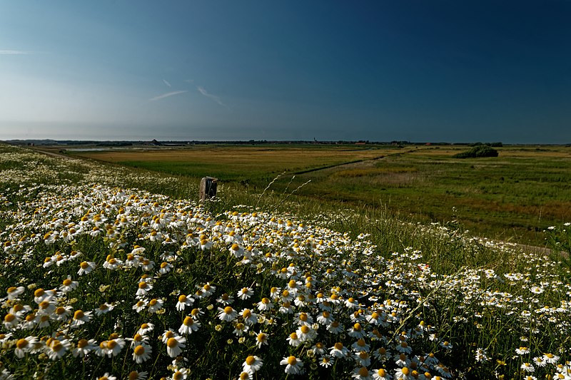 File:Texel - Molwerk - Mokbaai Dijk - View NNW.jpg