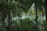 Tropical rainforest in the Nevrise National Park.