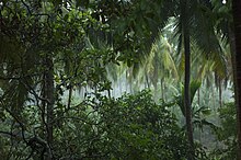 Forêt tropicale humide, île de Ko Yao Noi