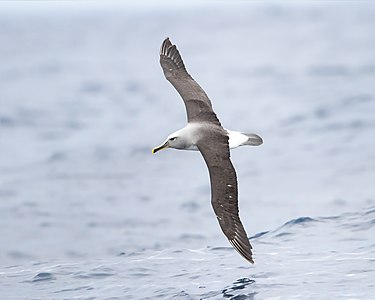 Thalassarche bulleri (Buller's Albatross)