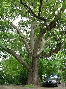 "The 1812 Oak" in Watertown The 1812 Oak, Watertown, CT - August 4, 2011.jpg