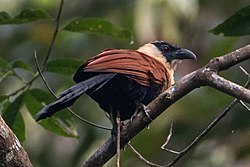 The Black-Faced Coucal high up in a forest in the Philippines (cropped).jpg