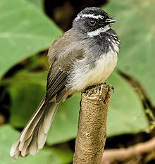 The White Throated Fantail.jpg